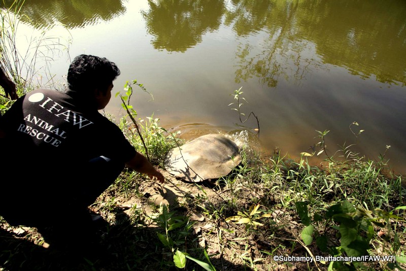 Soft shell turtle relesed by IFAW-WTI MVS team in the water body inside Kaziranga National Park on 26th September 2016.Photo:Subhamoy Bhattacharjee/IFAW_WTI