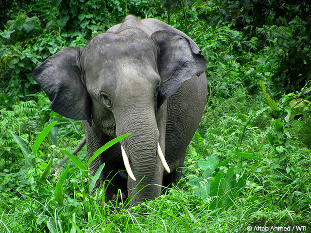 27-09-2016-cites-ivory-trade-ban