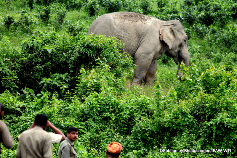 The feral elephant at Diffloo Tea Garden in Latabari area roaming alone on Sunday,19th June 2016. Photo: Subhamoy Bhattacharjee/IFAW-WTI
