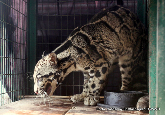 The clouded leopard before its release on 28th Jan 2016.Photo: Subhamoy Bhattacharjee/IFAW-WTI