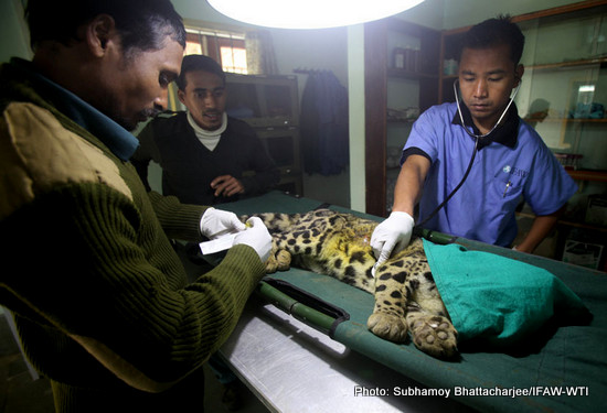 The coluded leopard is examined at the clinic while putting the micro-chip at CWRC by IFAW-WTI vet on 28th Jan 2016.Photo: Subhamoy Bhattacharjee/IFAW-WTI