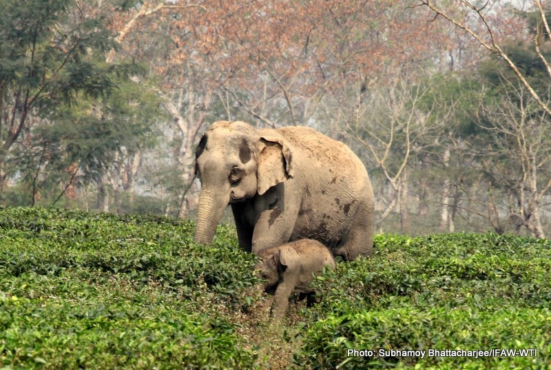 The stranded mother elephant with her calf at Lakhoojan tea garden on 23rd February 2016. Photo: Subhamoy Bhattacharjee/IFAW-WTI