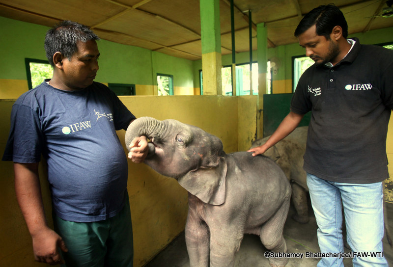 Male Asian Elephant Calf, Rescued in Arunachal Pradesh, Brought to CWRC -  WTI