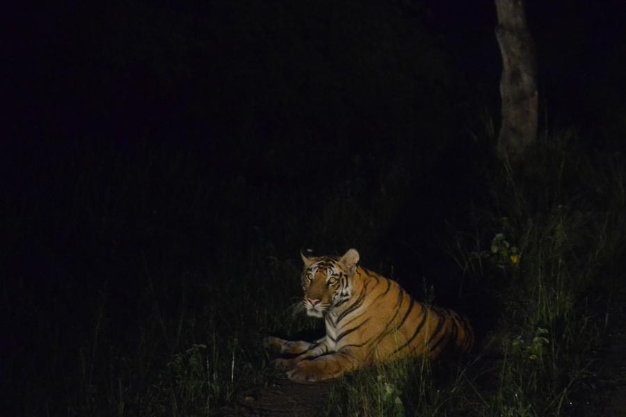 go-wild-night-tiger1