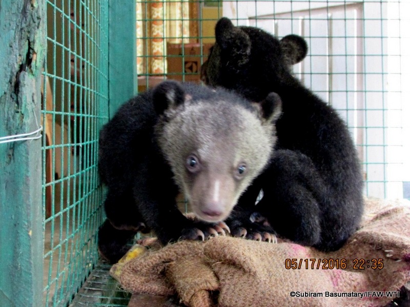 himalayan-bear-cubs-admitted-at-cwrc_subhamoy-bhattacharjee_wti-001