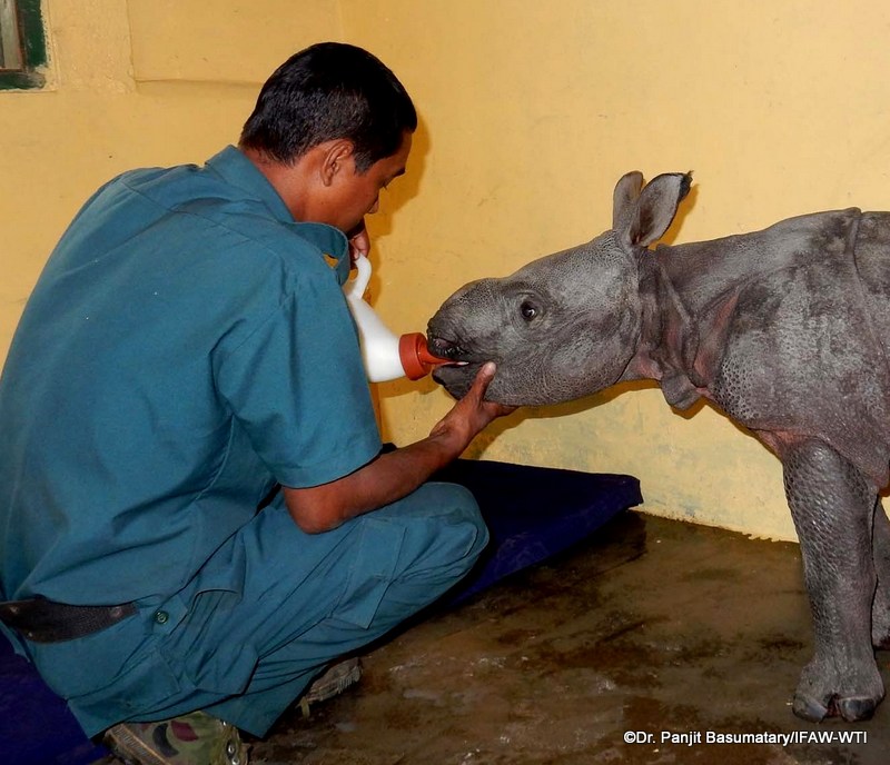 Supportive care by the animal keepers to the new male rhino calf admitted at Centre for Wildilfe Rehabilitation and Conservation (CWRC), the Assam Forest Department and IFAW-WTI jointly run wildife care centre on Saturday,19th March 2016.Photo: Panjit Basumatary/IFAW-WTI