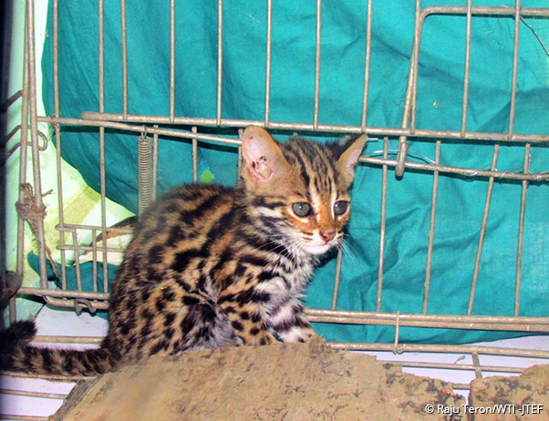 leopard-cat-cub_thumb