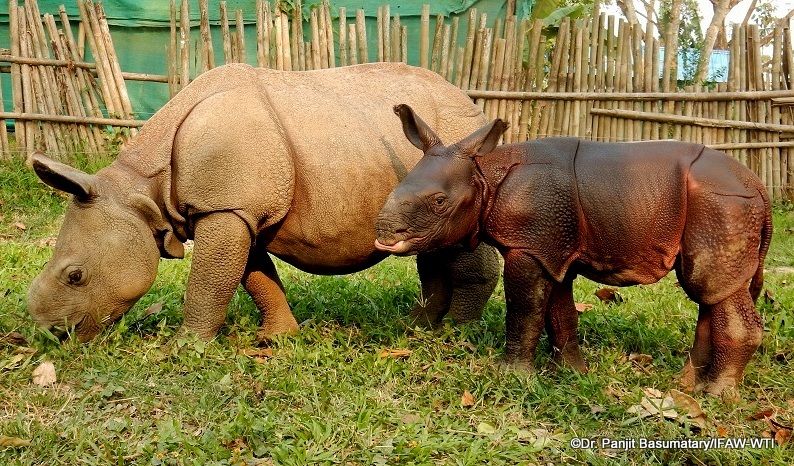 newly-admitted-rhino-calf-joint-with-youngest-rhino-of-cwrc-photo-by-panjit-basumatary_ifaw-wti-1-002
