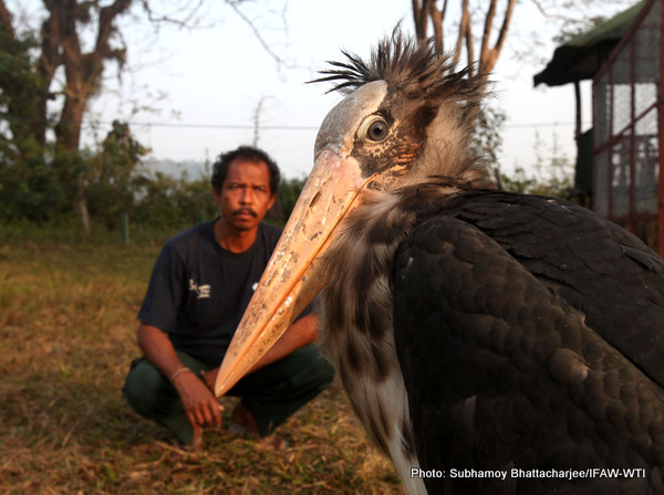 A sub juvenile lesser adjutant stork was brought to CBRC from Dhokuakhana, North Lakhimpur on 11th December 2015 is under care.The bird was rescued by a local NGO called Mega Mix with the help of the Assam forest Department staff on 6th December 2015.Photo:Subhamoy Bhattacharjee/IFAW-WTI
