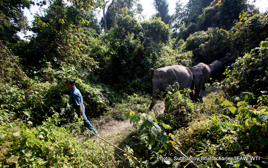 Seven (7) hand raised elephant calves started Wild Walk with the foster mother in Panbari Reserve forest connected to CWRC. Pic date-25-12-2015. Photo: Subhamoy Bhattacharjee/IFAW-WTI