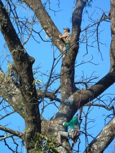 1-3-climbers-at-target-tree-9th-bfamily