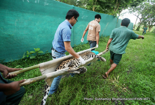 The IFAW-WTI vet-team of CWRC shifting the male leopard to the transporting cage after sedation on 22nd June 2015.Photo:Subhamoy Bhattacharjee/IFAW-WTI
