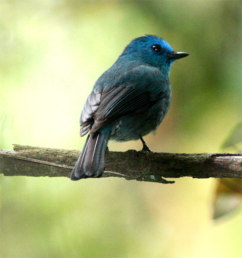 5-nilgiri-blue-flycather-eumyias-albicaudatus-the-verditer-equivalent-of-the-nilgiris_website