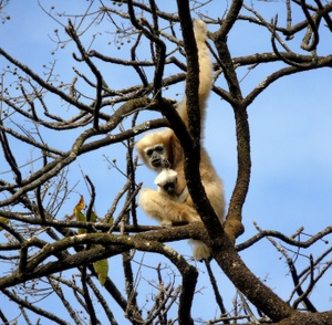 5-female-gibbon-with-new-born-baby-chipra-mekola-dello