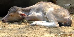 wild buffalo gives birth to a female - WTI