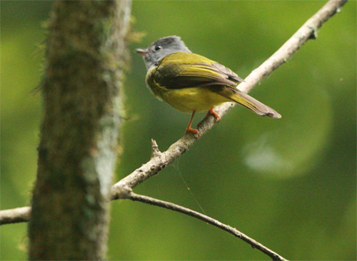 7grey-headed-canary-flycatcher-culicicapa-ceylonensis-a-restless-bird-high-in-the-canopy_website