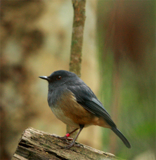 8-nilgiri-blue-robin-myiomela-brachypteris-major-with-a-pink-bird-band-on-it