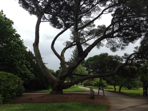 a-stone-pine-planted-in-1846-is-a-mediterranean-plant-grown-for-its-pine-nuts_-today-this-is-one-of_-the-heritage-trees-at-kew