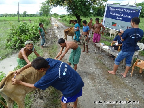 animal-treatment-camp-at-daranga-manas-rf-4_9_2015-sanatan