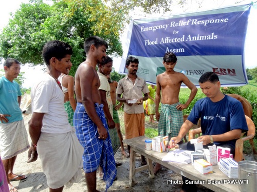 animal-treatment-camp-at-daranga-manas-rf_-4_9_15-sanatan