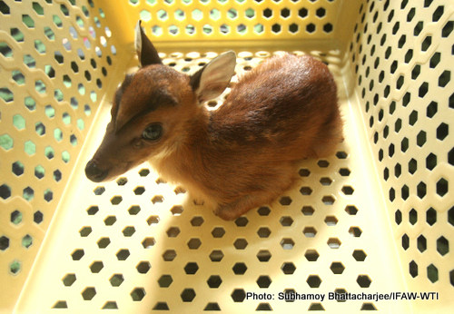 The barking deer rescued from  Manja,Karbi Anglong is under care at CWRC on Monday,8th June 2015.Photo: Subhamoy Bhattacharjee/IFAW-WTI