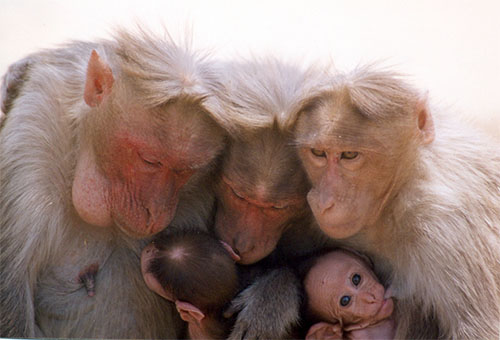 bonnet-macaques_mayukh-chattterjee