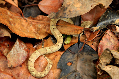 brown-morph-of-malabar-pit-viper-trimeresurus-malabaricuscamouflaged-in-leaves