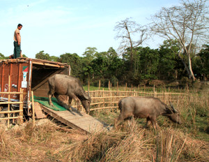 Two hand-raised Asian Wild buffaloes from the IFAW-WTI run Centre for Wildlife Rehabilitation and Conservation (CWRC) were shifted to pre-release boma for release in Burhachapori Wildlife Sanctuary, Assam on Wednesday,18th March 2015.Photo:Anjan Sangma/IFAW-WTI