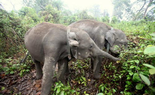 Rani (L) and Tora (R) inside the Panbari Reserve Forest with their radio collar on Tuesday,8th April 2014.Photo:Subhamoy Bhattacharjee/IFAW-WTI