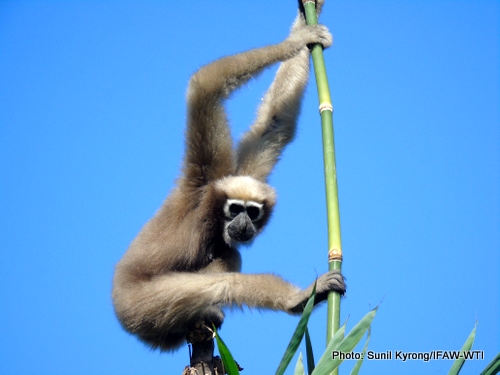 IFAW-WTI Rescues and Translocates Stranded Gibbon Family in Arunachal - WTI