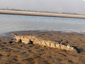 Radio transmitter tagged gharial ready to move into the river