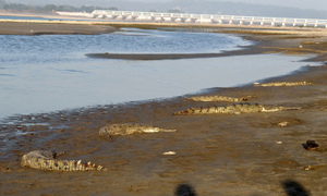 Release stock Gharials ready to move to the Gandak River
