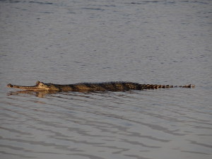 One released gharial in river
