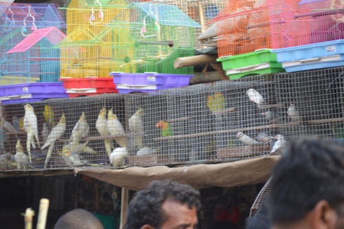 Sonepur: The Illegal Wildlife Trade Fair - WTI