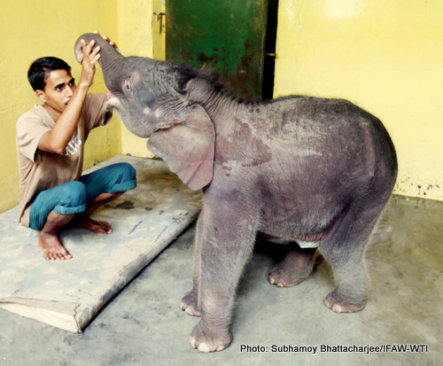 Nearly a week old found alone female elephant calf from Charduar forest range under Sonitpur West Division is rescued by the forest staff and later admitted to Centre for Wildlife Rehabilitaion Centre (CWRC) on 27 September 2015.Photo: Subhamoy Bhattacharjee/IFAW-WTI