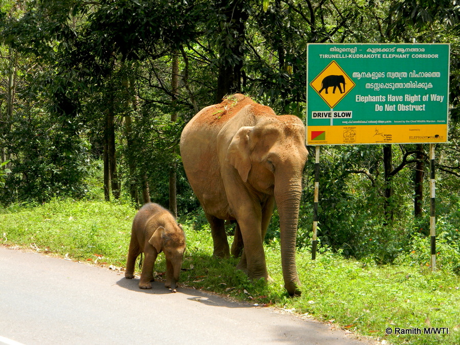 elephant-calf-at-thirunelli-kudrakote-elephant-corridor_ramithwti-001