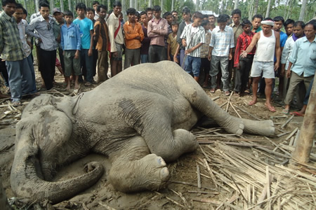 elephant-killed