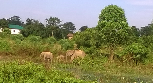 elephant_family_biswanath_ghat_-jahan_500x271