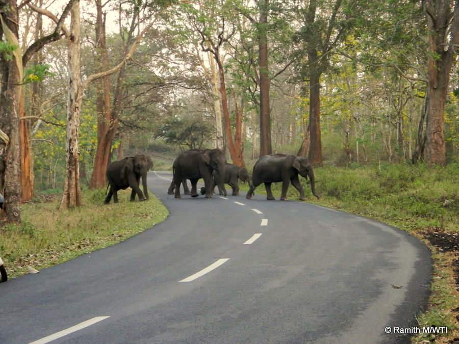 elephants-in-thirunelli-kudrakote-corridor_photos-ramith-m-wti-001