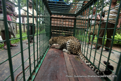 The female leopard from CWRC is shifted to the quaratine facilicity at Sipahijala Zoological Park on 25th May 2015.Photo:Subhamoy Bhattacharjee/IFAW-WTI