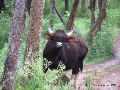 Protection of Gaurs in Nilgiri Biosphere Reserve - WTI