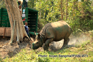 Sohola, one among the two handraised rhinos of Centre for Wildlife Rehabilitation and Conservation (CWRC), the IFAW-WTI wildlife care centre jointly run by Assam Forest Department is being released at Bagori range of Kaziranga National Park of India on Tuesday,17th March 2015. Two hand raised rhinos of CWRC were released back to the Kaziranga landscape today.Photo:Anjan Sangma/IFAW-WTI