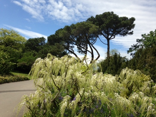 kew-gardens-a-collection-of-the-exotic-and-the-commonplace_-wisteria-blooms-against-a-brooding-stone-pine