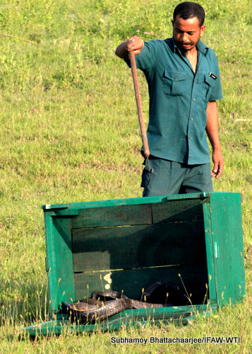 King cobra, released by the mobile veterinary service unit of Centre for Wildlife Rehabilitation and Conservation, IFAW-WTI at the eastern range of Kaziranga National on Friday,1st May 2015.Photo:Subhamoy Bhattacharjee/IFAW-WTI