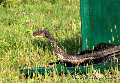 King cobra, released by the mobile veterinary service unit of Centre for Wildlife Rehabilitation and Conservation, IFAW-WTI at the eastern range of Kaziranga National on Friday,1st May 2015.Photo:Subhamoy Bhattacharjee/IFAW-WTI