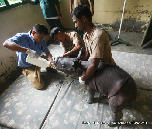 Nearly 2-3 days old male rhino calf found alone in the wilderness of Agoratoli range is rescued by the Kaziranga forest staff and handed over to Centre for Wildlife Rehabilitation and Conservation (CWRC) the IFAW-WTI wildlife care facility for care on Monday,6th July 2015.Photo:Subhamoy Bhattacharjee/IFAW-WTI