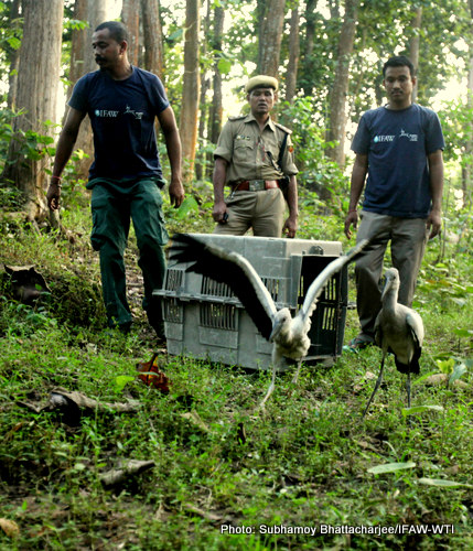 Two survived open billed storks of fledgling stage released by the CWRC MVS team at Rangalu Forest beat of Kaziranga National park in presence of the forest range officer of Burhapahar range of Kaziranga in Nagaon district of Assam on Monday, 28th September 2015.Photo: Subhamoy Bhattacharjee/IFAW-WTI
