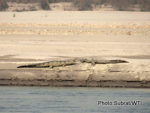 photo-3-rleased-gharial-basking-with-a-wild-individual_photo_subrat-kumar-behra