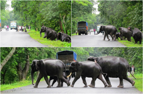 picmonkey-collage_elephant-herd-crossing_rathin-barman_august2014