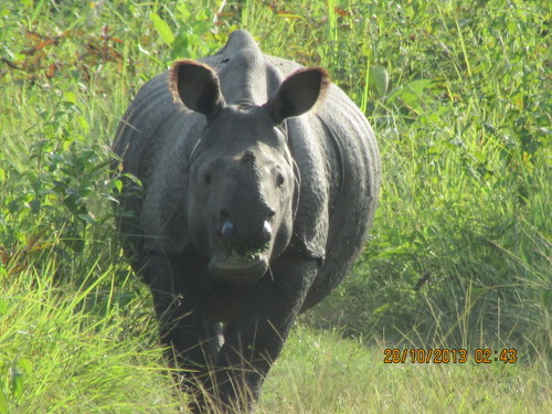 ramu-roaming-and-grazing-nearby-rhino-camp-bansbari-range-manas-photo-panjitdt_-28_10_13